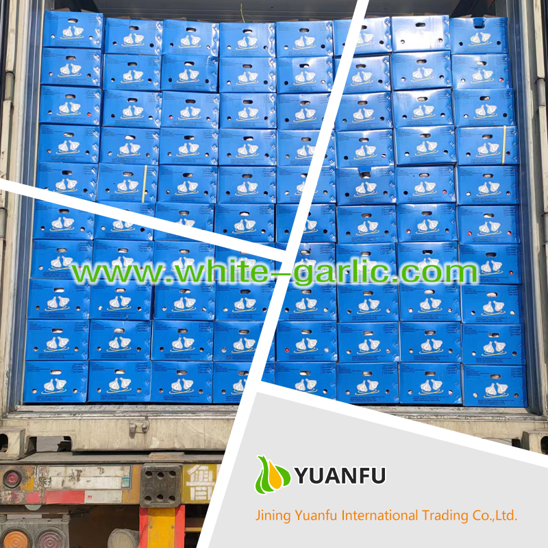 garlic suppliers garlic suppliers
